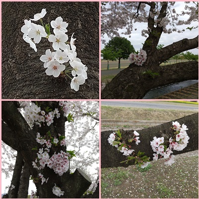 可愛い桜達