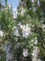 R2.4.4ローズマリーの花（白色）@IMG_0213