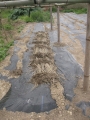 R3.4.24ハヤトウリに乾燥予防藁敷き＠IMG_0158
