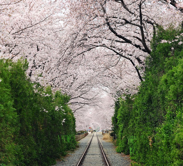 cherry-blossom-5025982_640.jpg