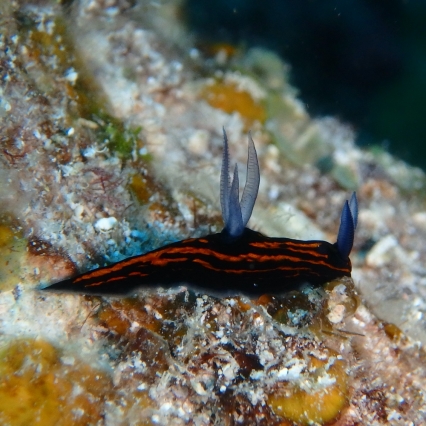 200819X00002.jpg