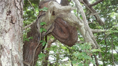 うずま木