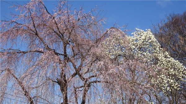 コブシと枝垂れ桜