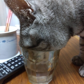 水を飲む猫トム