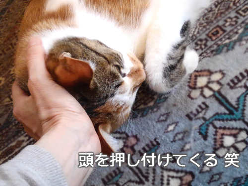 仙台の猫屋敷・ヒゲーニョ家