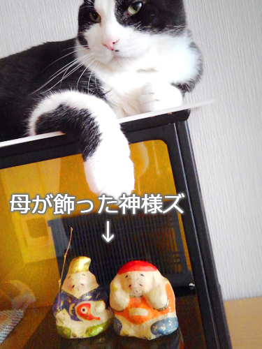 仙台の猫屋敷・ヒゲーニョ家