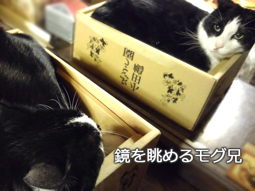仙台の猫屋敷・ヒゲーニョ家