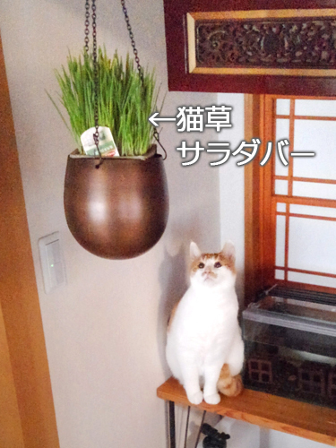 仙台の猫屋敷・ヒゲーニョ家