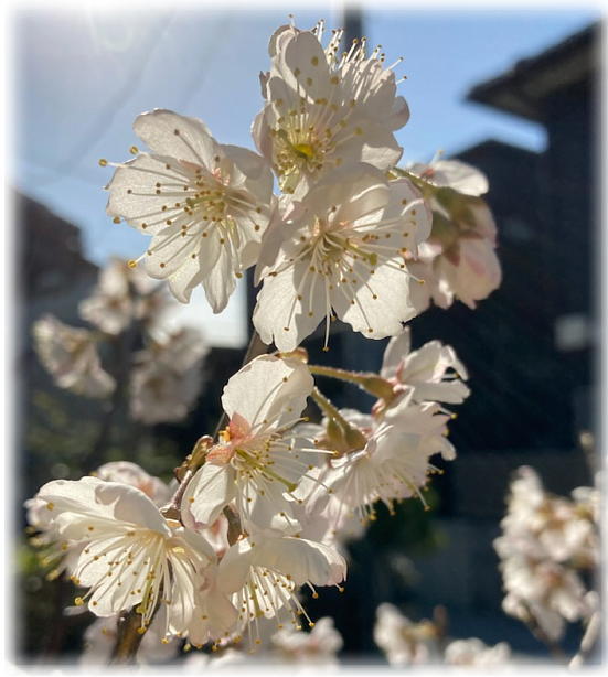 咲いた我が家の桜