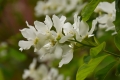21真っ白な花