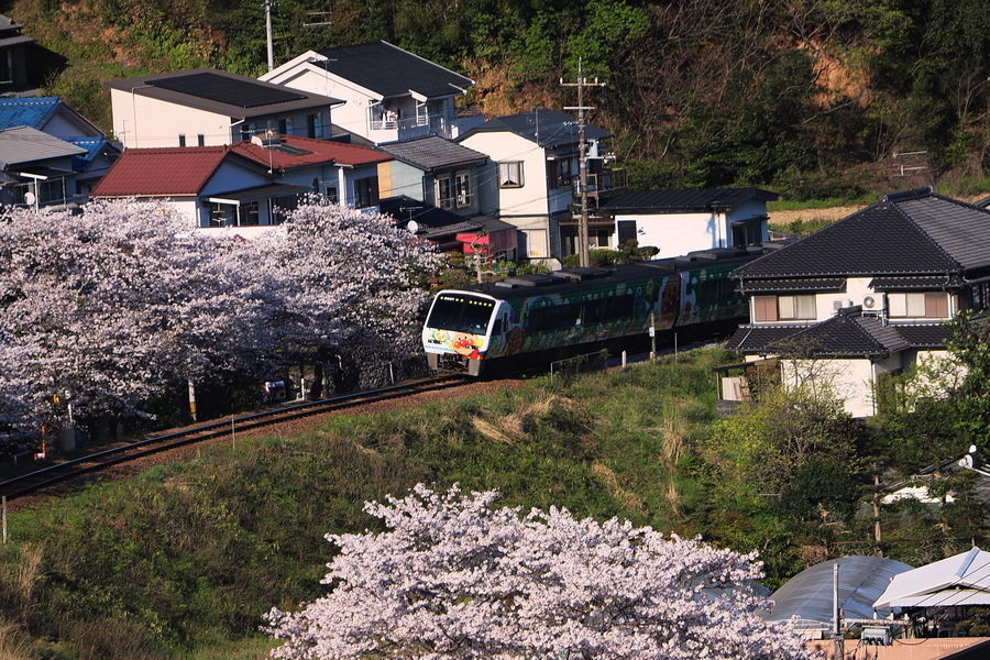 20-04-05アンパンマン列車と桜2