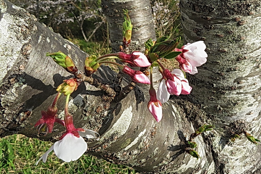⑦21-03-27加茂山の桜