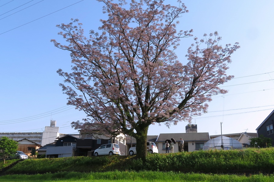 21-05-01桜センダン0