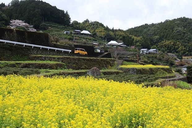 江田菜の花の里　神山町