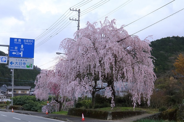 神山町　枝垂れ桜