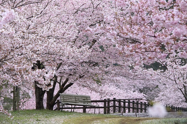 白鳥温泉　桜　2021
