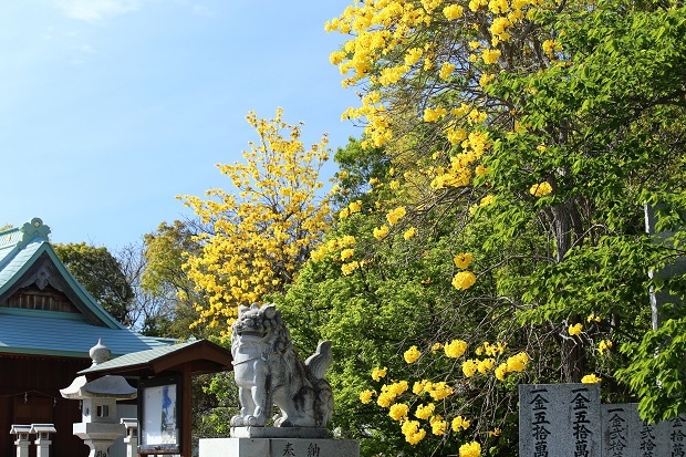誉田神社　東かがわ市　ブラジル国花　イペー