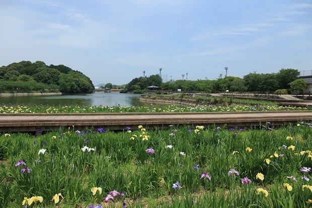 亀鶴公園　花菖蒲　2020