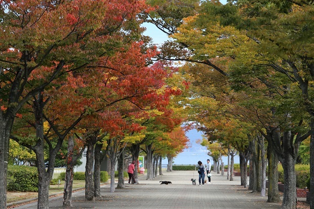香川県総合運動公園　紅葉　2020