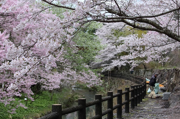 白鳥温泉　桜　2020