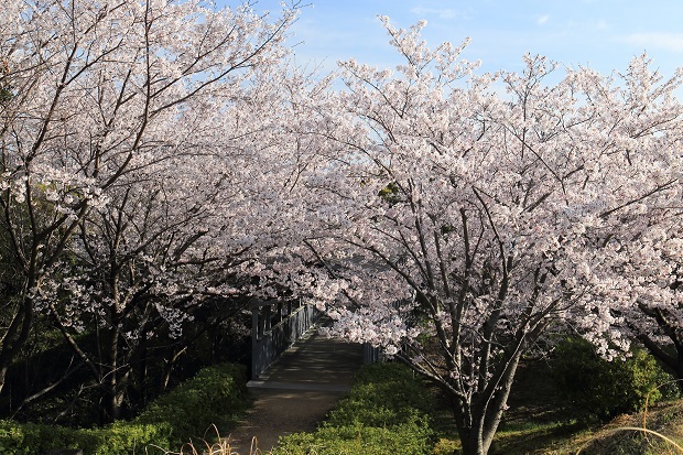 とらまる公園　桜　2020