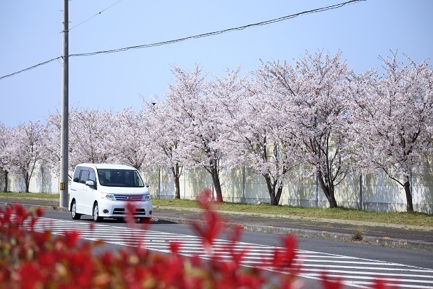 三本松港　桜並木