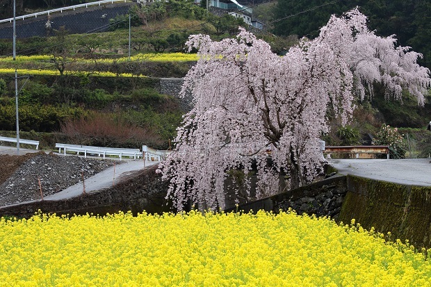 江田菜の花の里　神山町