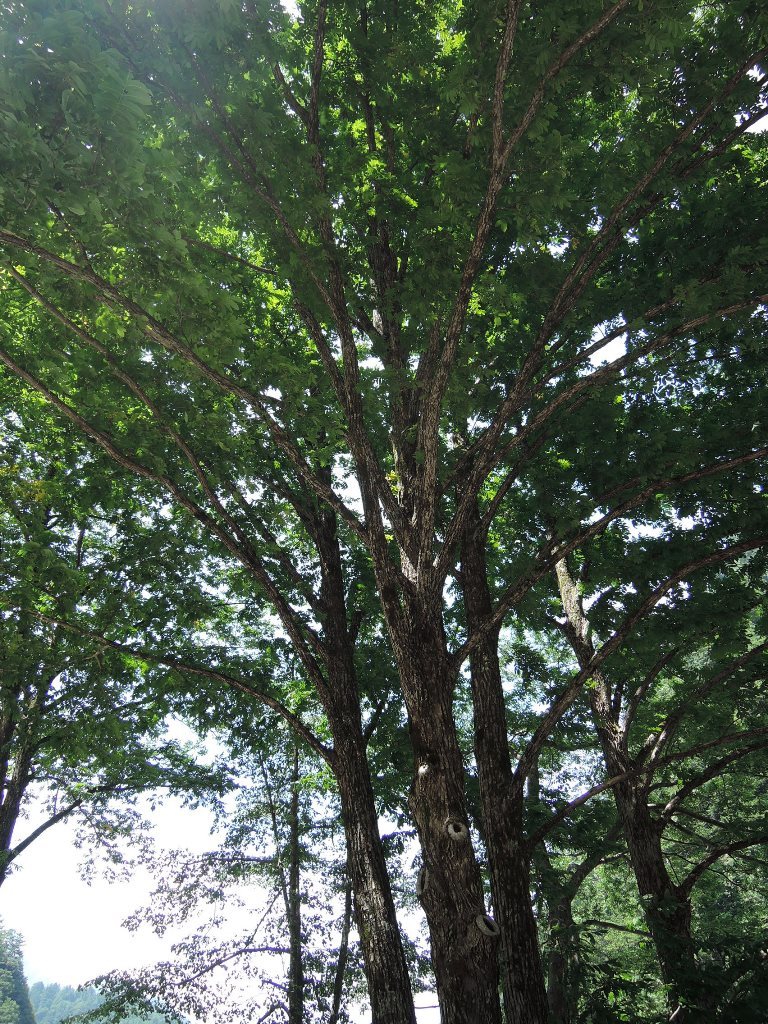 サワグルミ大木