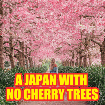 Japan Cherry