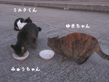 myuu-yuki-milk20210114.jpg