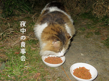 tanukichi20210108-1.jpg