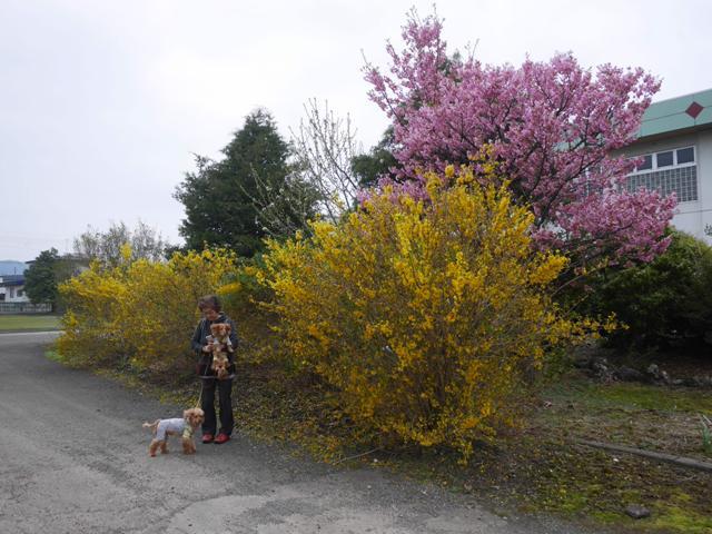 桜とレンギョ２－６