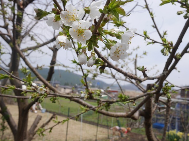 桜ん坊の花とラッピーとガブ３