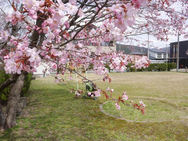 ベニヤマ桜咲いてた！１２１