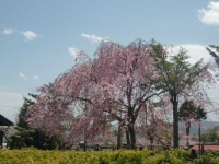 軽井沢桜