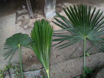 7月9日　棕櫚の葉