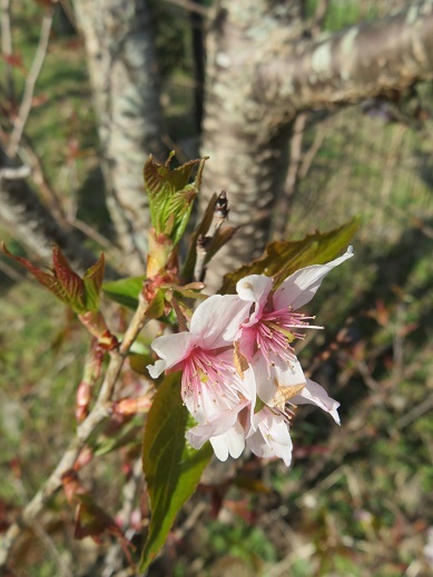 3月　十月桜