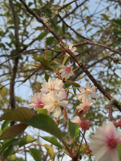 4月10日　最後の十月桜