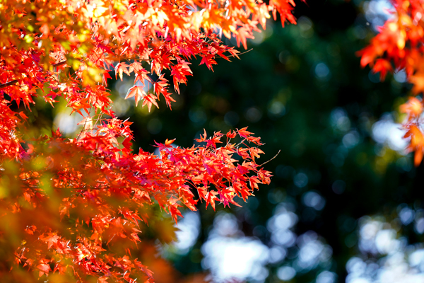 _DSC9648.jpg