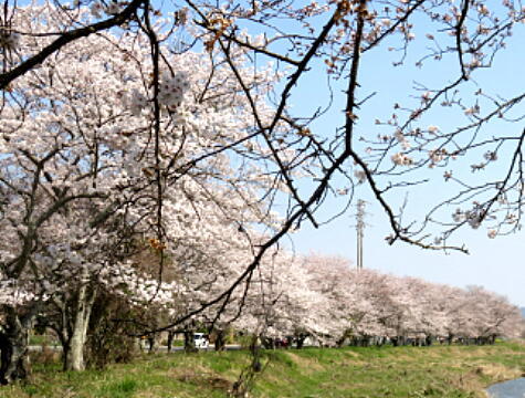 asaku2020040725.jpg