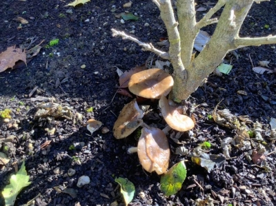 うちの妹木槿の根元にも立派なキノコが生えました。