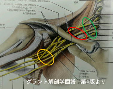 脇の下の神経の周りに麻酔薬を打って 右腕全体を麻痺させる方法らしいです。