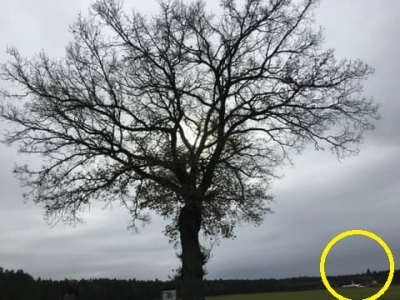 この樫の木は樹齢150年