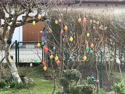 Dちゃんと楓の木に イースター卵のお飾りをしました