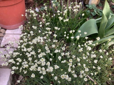 この白い花も毎年少しずつ増えています。