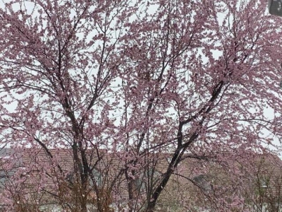 家の前の桜もどき。