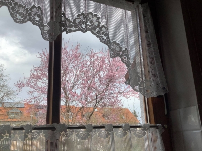 寒さの中でも満開の 家の前の桜もどき。