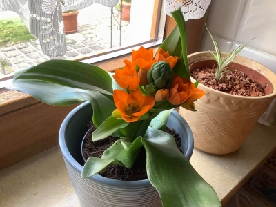 鮮やかなオレンジ色が綺麗で 思わず買ってしまったこの花