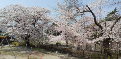 五十鈴公園の桜