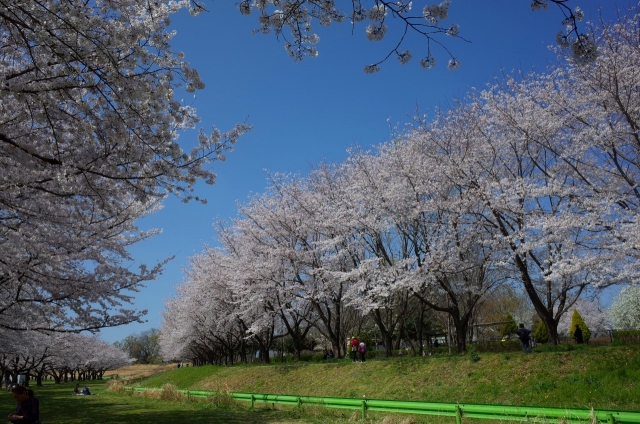2020-03-26 川越水上公園　桜 048